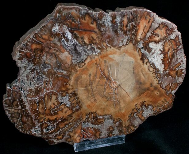 Araucaria Petrified Wood Slab - x #6785